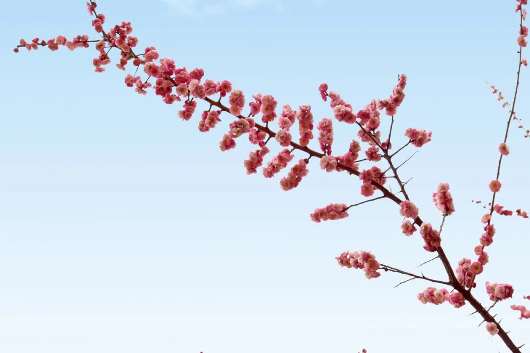 杨家坪中学2025-2026学年教师招聘