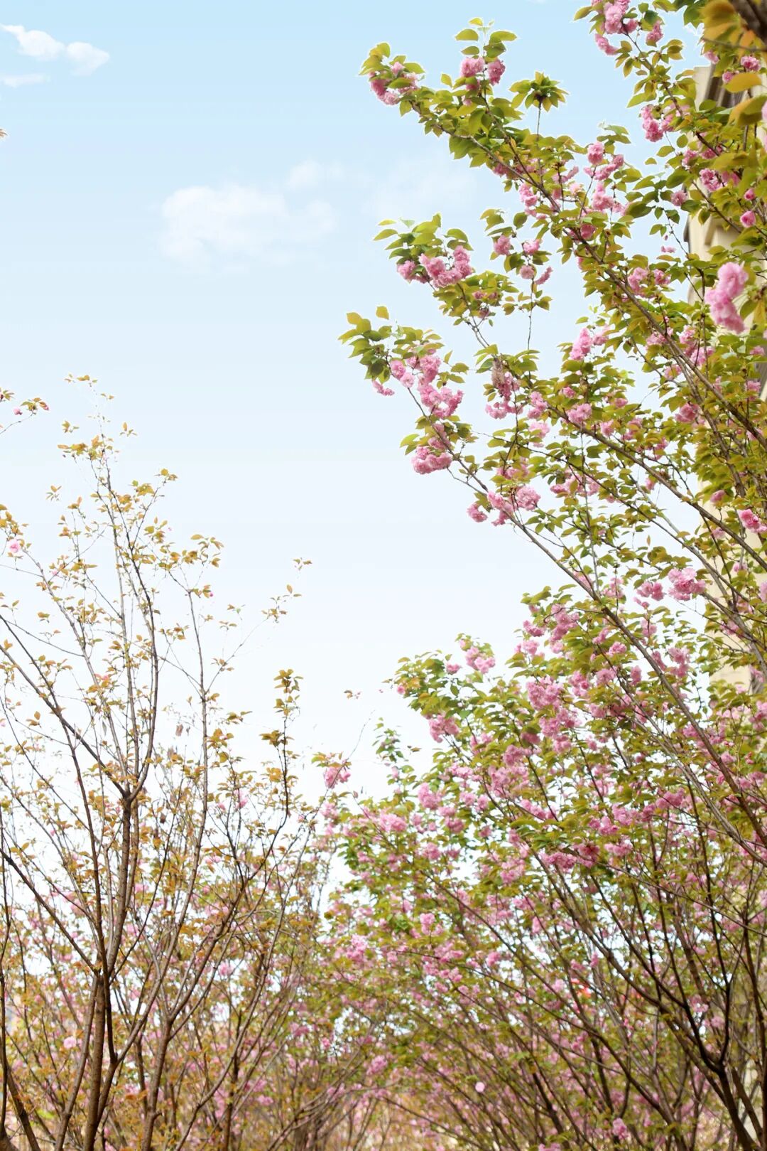 杨家坪中学2025-2026学年教师招聘