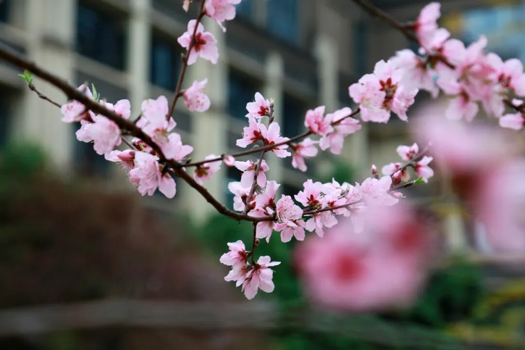 杨家坪中学2025-2026学年教师招聘