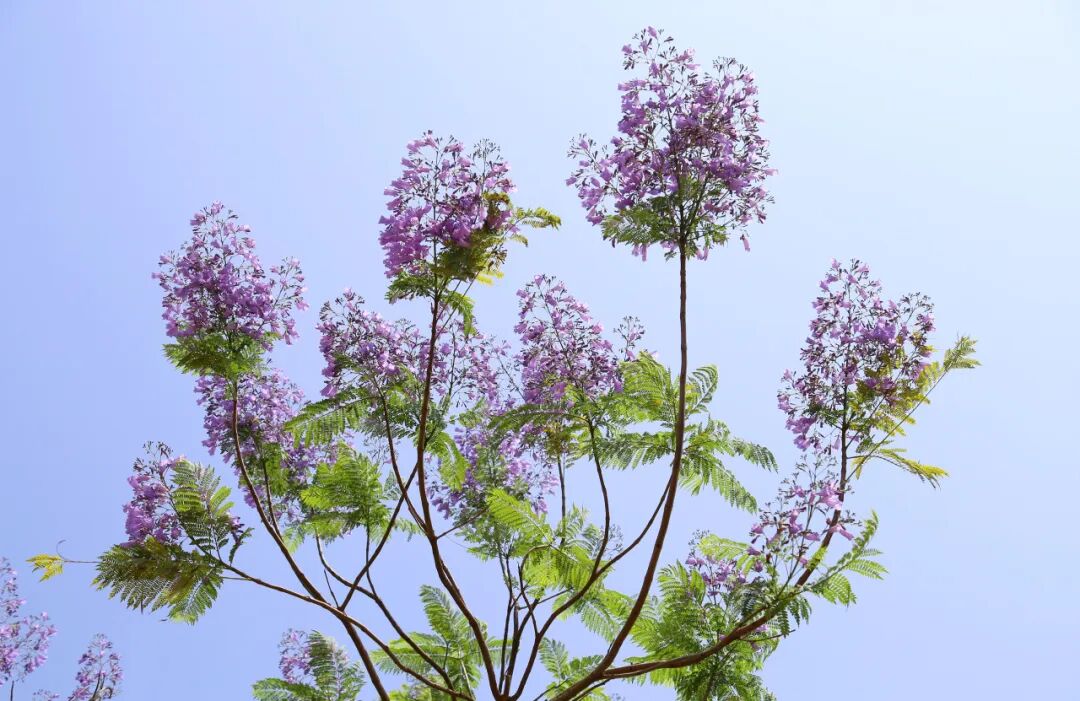 杨家坪中学2025-2026学年教师招聘