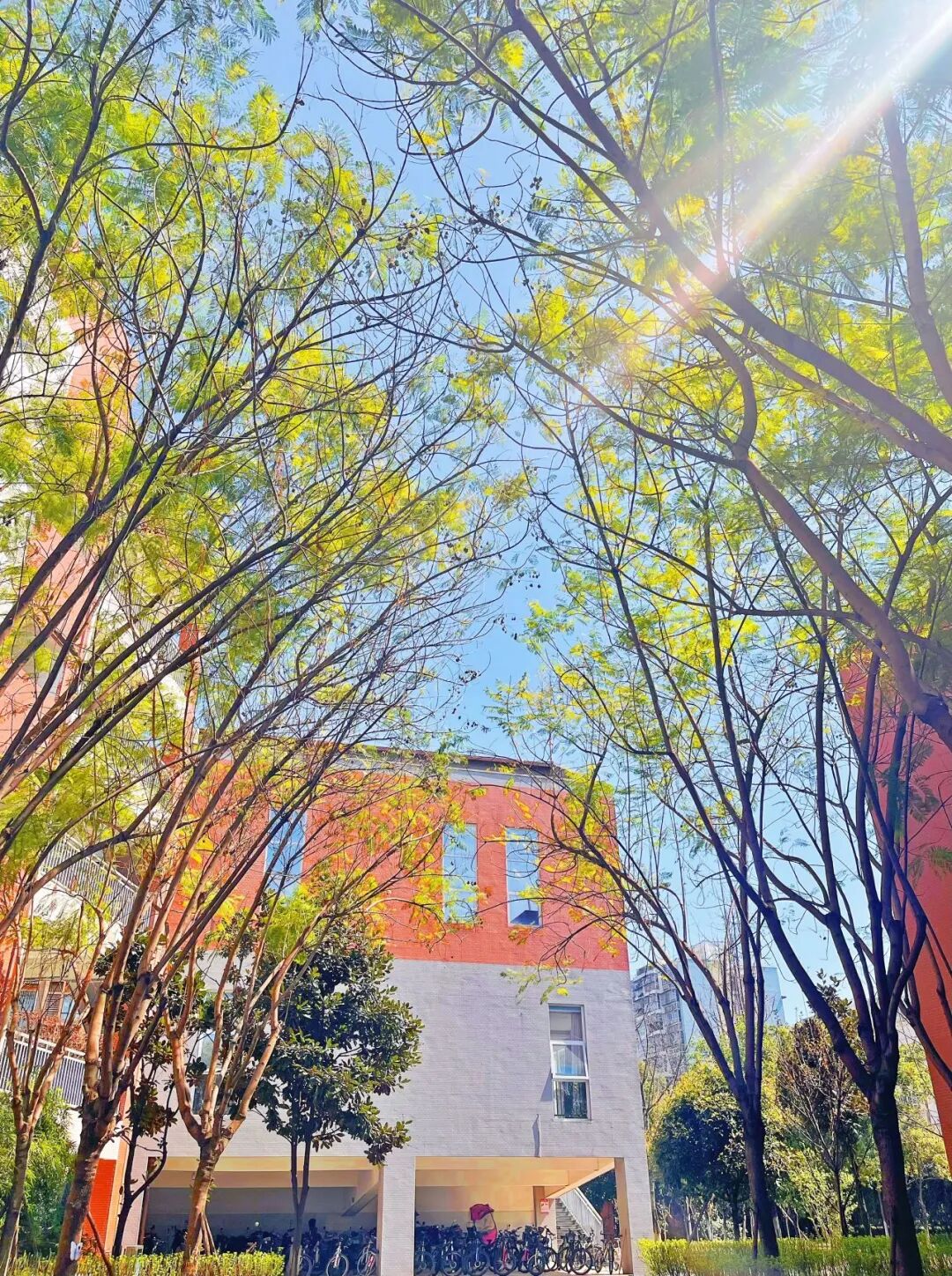 四川大学附属中学新城分校教师招聘公告