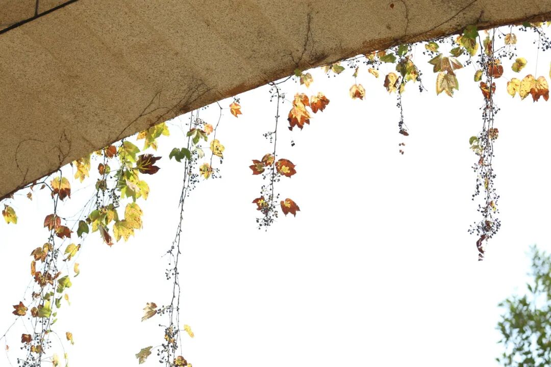 杨家坪中学2025-2026学年教师招聘