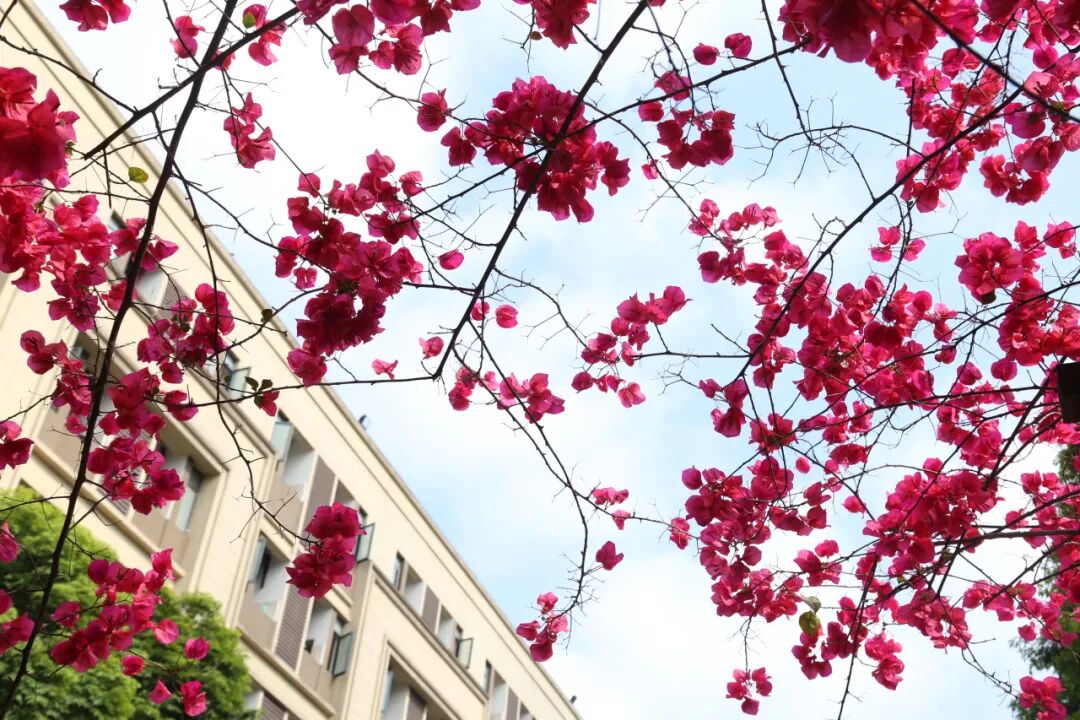 杨家坪中学2025-2026学年教师招聘