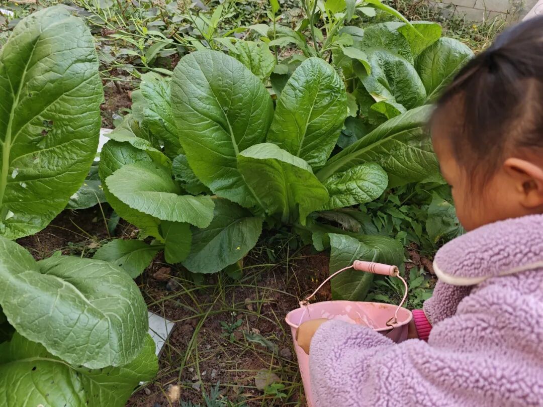 屏山县新安镇中心幼儿园教师招聘公告